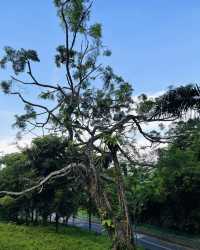 新加坡徒步南部山脊