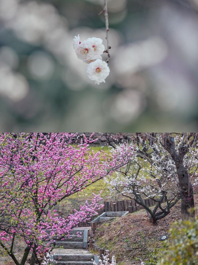 青島梅園～早春梅開