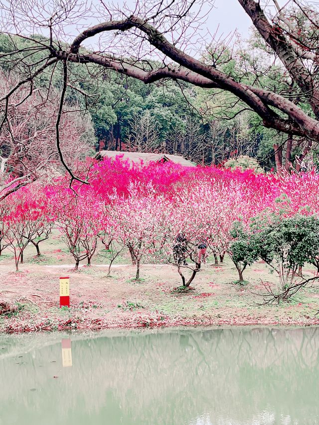 探秘無錫：賞梅勝地的梅花之美