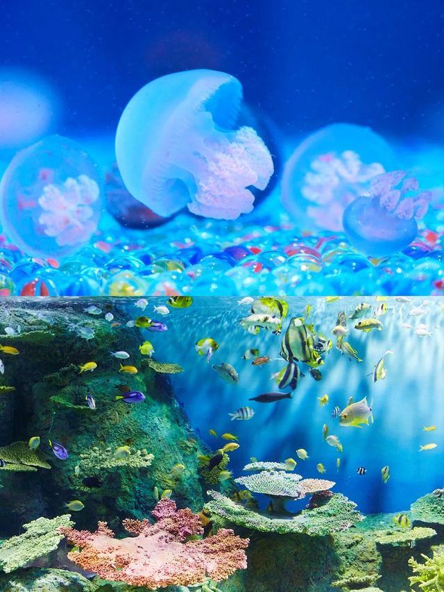 【東京品川水族館攻略】海底世界奇觀，千種海洋生物等你發現！
