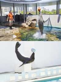 【東京品川水族館攻略】海底世界奇觀，千種海洋生物等你發現！