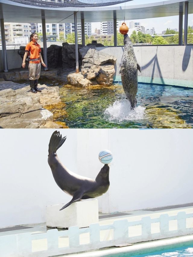 【東京品川水族館攻略】海底世界奇觀，千種海洋生物等你發現！