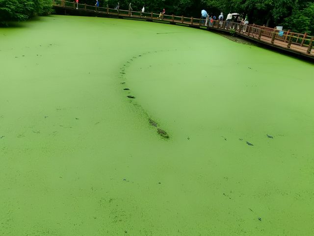 安徽宣城的寶藏景點—中國鱷魚湖