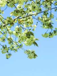 Qingshan Park 🌸 green cherry 🌸💚