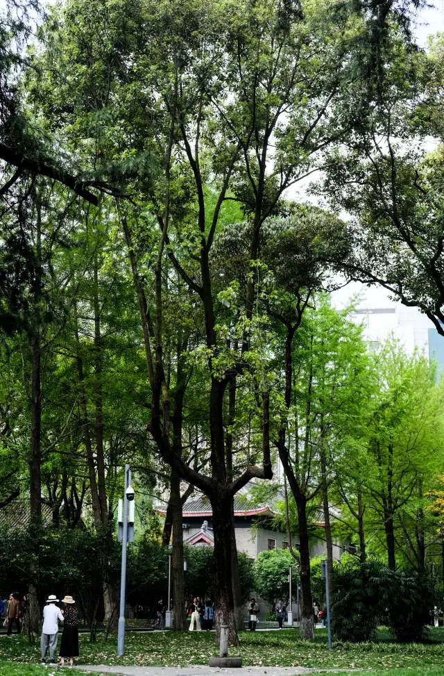 成都旅行｜この美しい場所は無料で、成都人民公園にあります