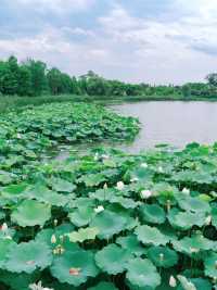 The sole location in Hangzhou where one can freely pluck lotus flowers! Less crowded and niche.