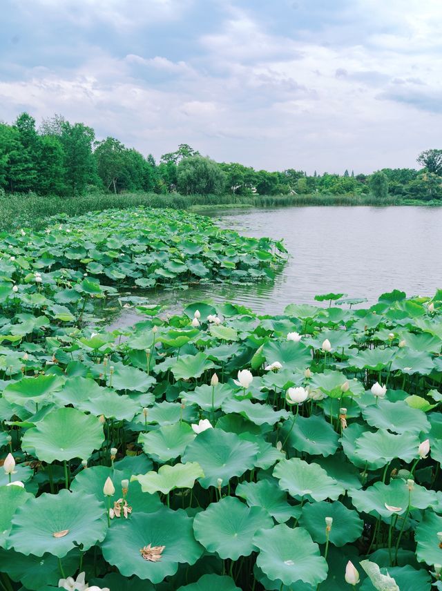 The sole location in Hangzhou where one can freely pluck lotus flowers! Less crowded and niche.