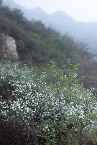 石家莊每週一山｜親子友好的清涼山