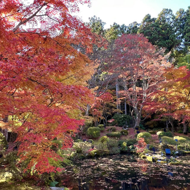 Immersed in red maple leaves 