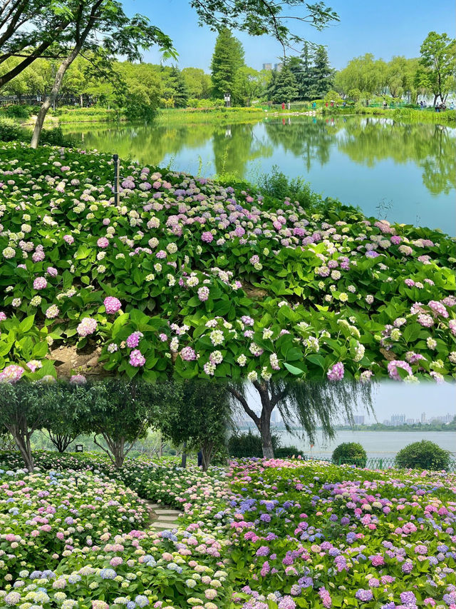 藏在武漢市中心的無盡夏花海 | 金銀湖濕地公園