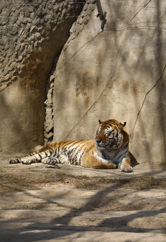 秦皇島野生動物園超全攻略~