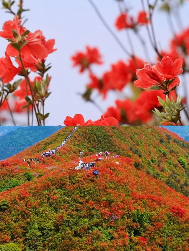 滿山的映山紅，我見到了苗寨另一種精彩～