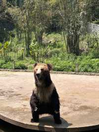 五一好去處！！貴州森林野生動物園