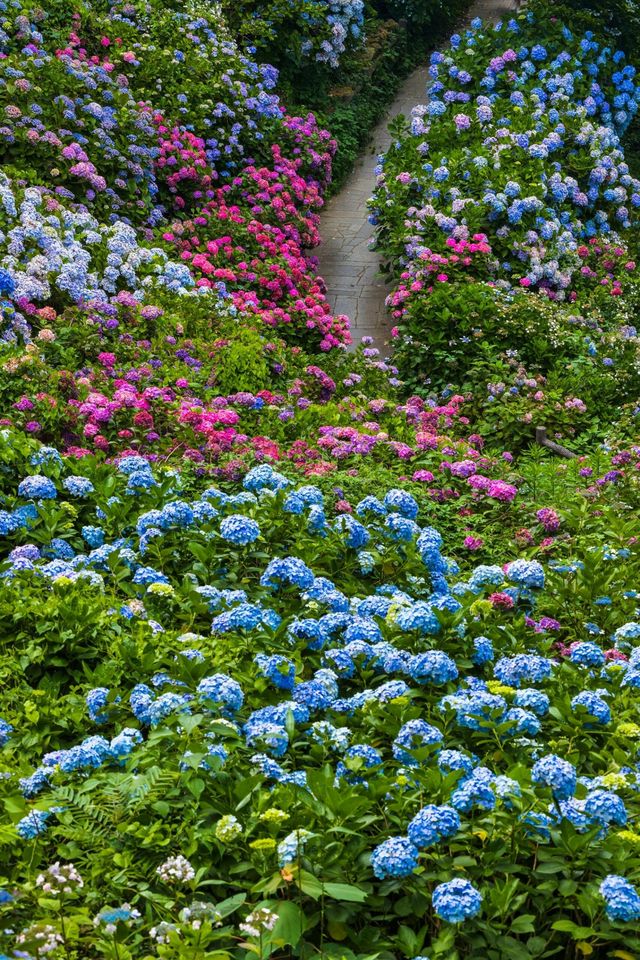 終身難忘的花海