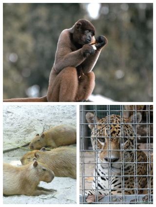 Manaus Zoo in Brazil: An Adventure into the Amazon Rainforest