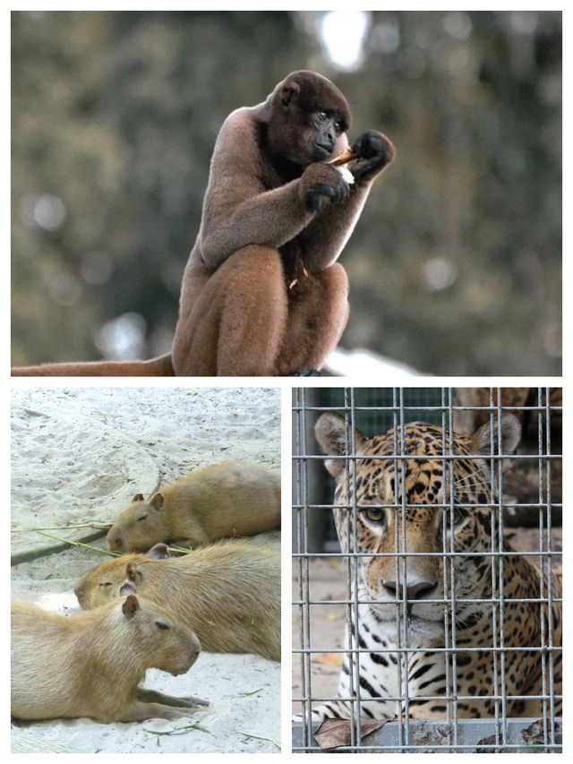 巴西瑪瑙斯動物園深入亞馬遜雨林探險