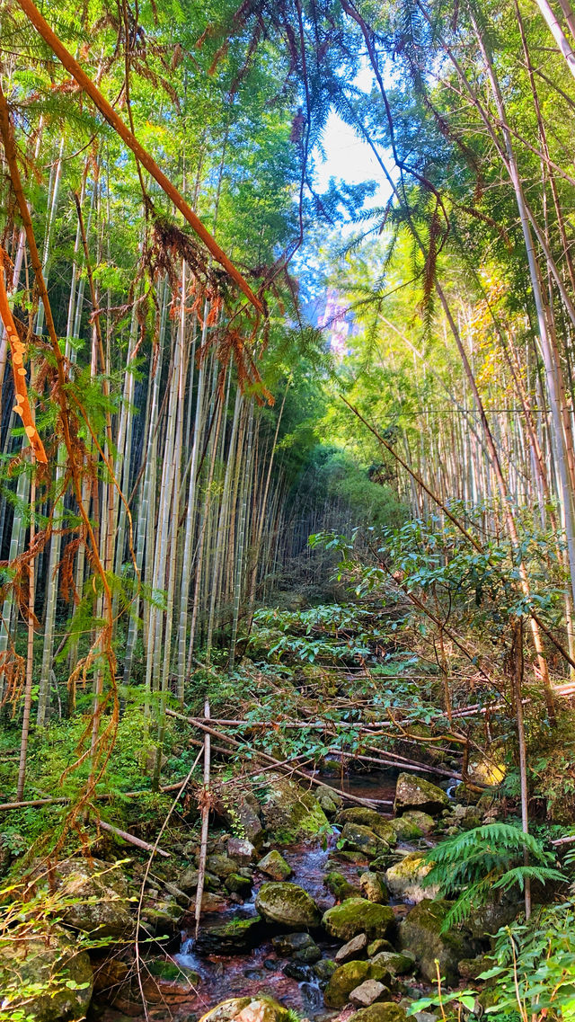 寧波周邊｜仙居公盂村徒步，有山有水有竹林