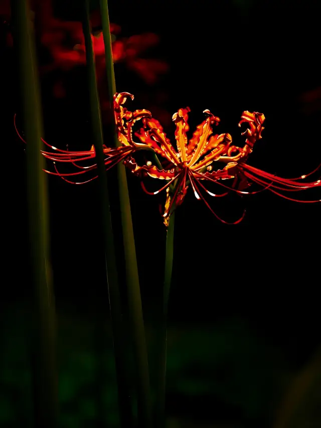 最美彼岸花季預估九月達到巔峰