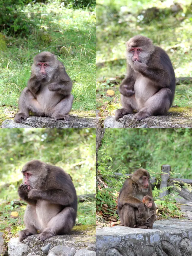 Come to Laba River and step into Miyazaki's summer. Is there anyone else who is well-behaved? 