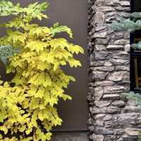 Autumn Beauty Lives in leaves