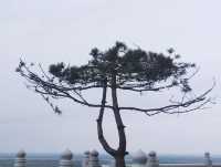 觀看第一縷日光~~東極閣。