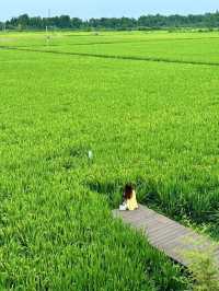 有一種夏天叫做宮崎駿 稻田裡的漫畫小屋。