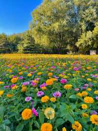 10.11實況！奧森今年的花海真的美得令我落淚。