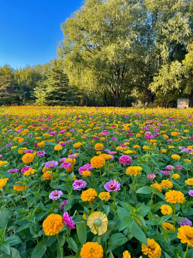 10.11實況!奧森今年的花海真的美得令我落淚。