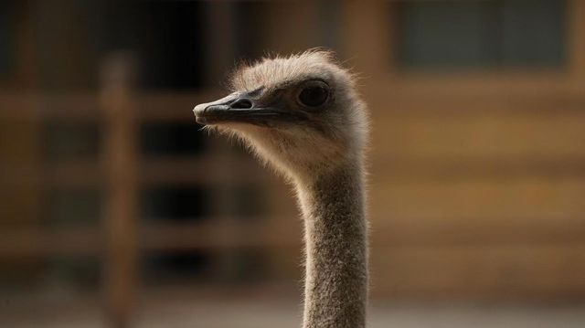 秦皇島野生動物園｜秋天必去遊玩好地方。