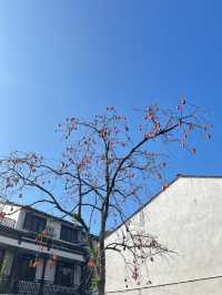 溫州永嘉蒼坡古村｜黃昏，秋風蕭瑟。