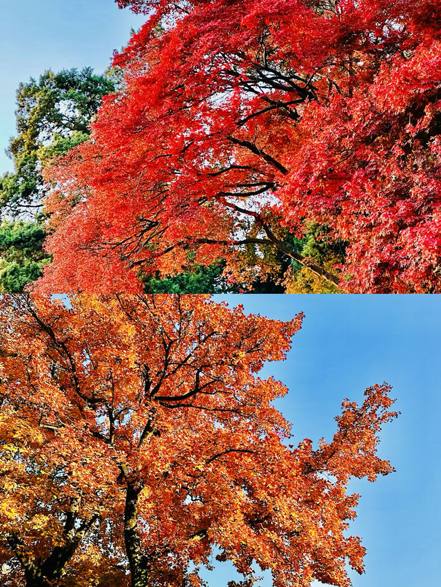 南京中山陵 | 一座歷史的豐碑。