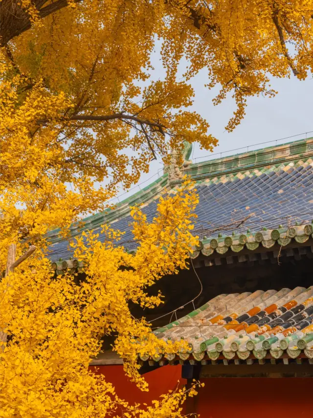 美爆了 大覺寺的千年銀杏太太太震撼。