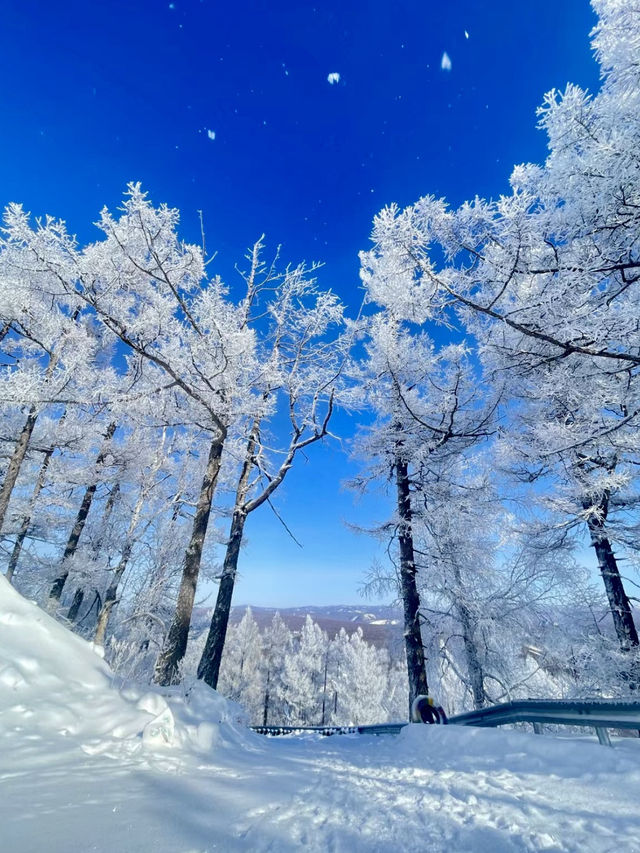 雪域仙境：漫步阿爾山白狼峰的冬日奇遇