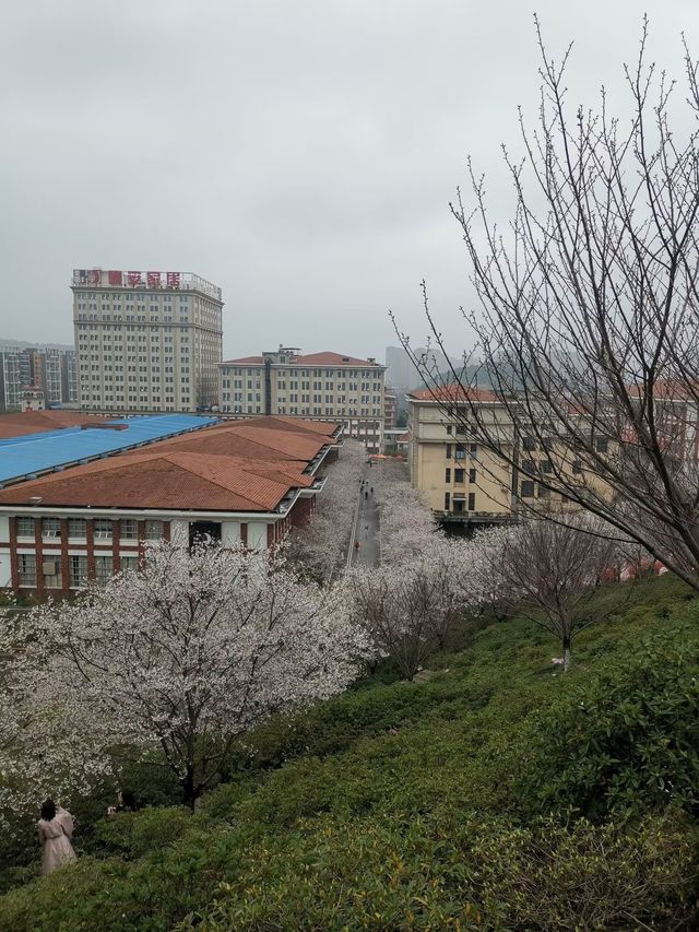 晚安家居櫻花園之旅。