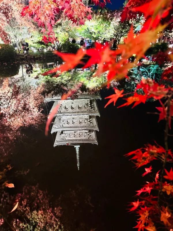 Special Opening: Kyoto Toji Temple Night Maple Light Show