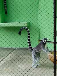 Visiting Nagoya's Higashiyama Zoo and Botanical Gardens: A Cautionary Tale