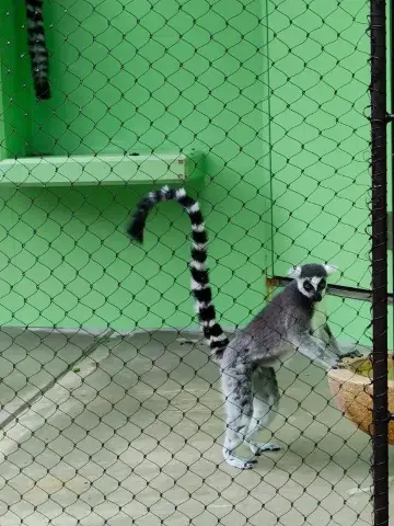 參觀名古屋的東山動植物園:一個警示故事。