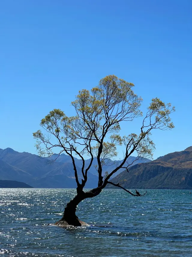 15-Day Australia & New Zealand Tour: A Super Detailed Guide You Can't Miss!