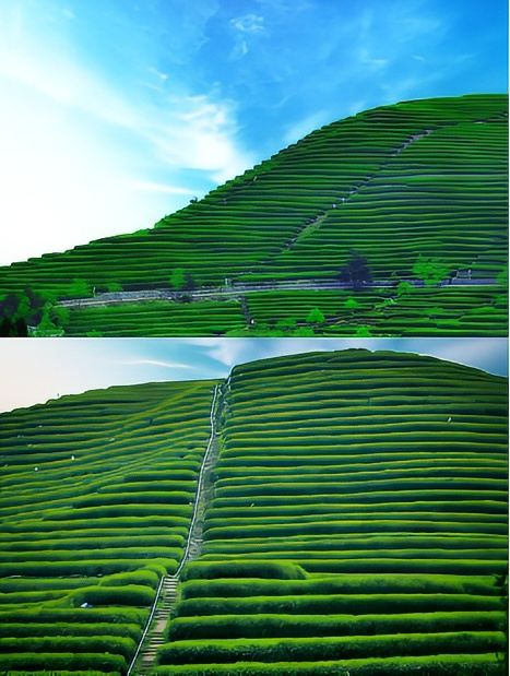 春山將至，臨海這片茶園實在太療癒了。