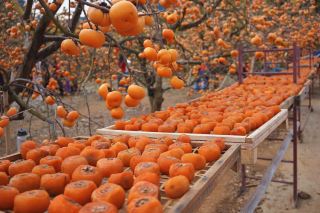 The persimmons in Hongyan Village, Gongcheng, are ripe. 