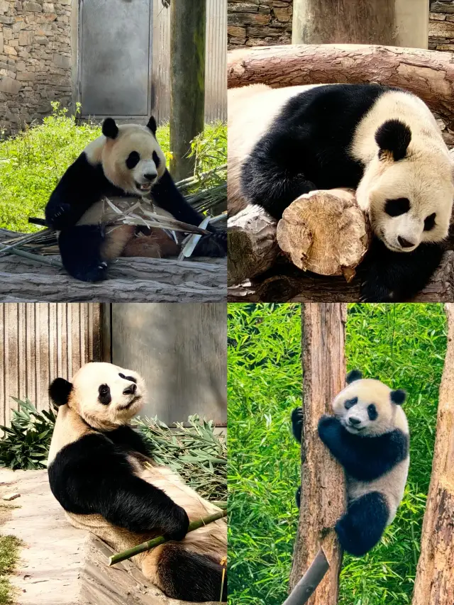 吸「貓」界的天花板/臥龍中華大熊貓苑神樹坪基地