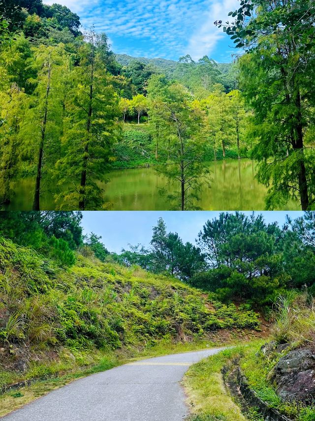 徒步爬山|廣州周邊森林吸氧好去處