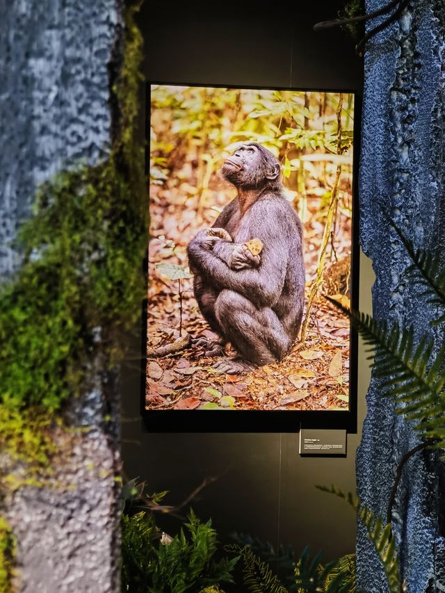 山海有靈｜跟隨中國國家地理鏡頭看野生生物之美