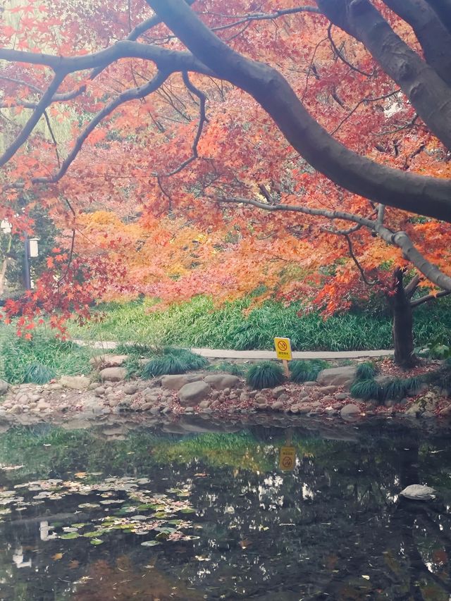 上海的莫奈花園