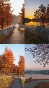 午後的荔湖公園已經被染成了焦糖色！