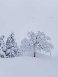 Exploring Nagano's Shiga Kogen Ski Resort: Yokoteyama & Shibutoge