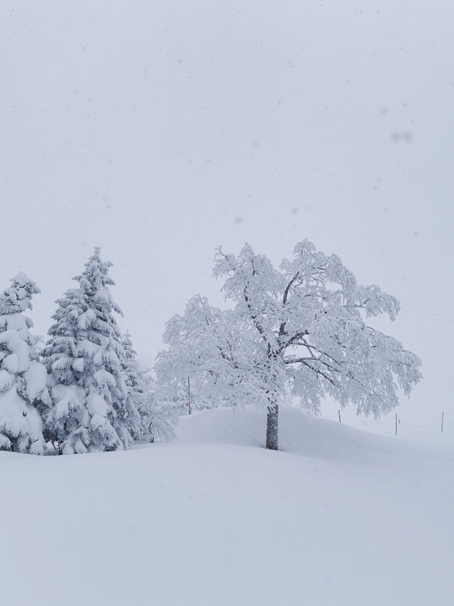 Exploring Nagano's Shiga Kogen Ski Resort: Yokoteyama & Shibutoge