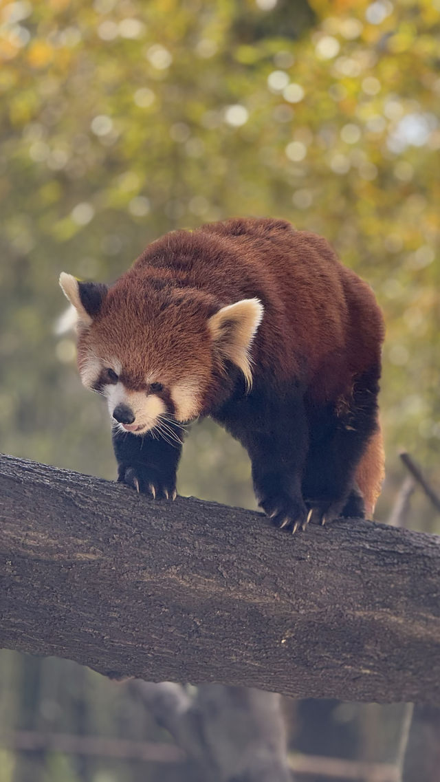 雲南野生動物園