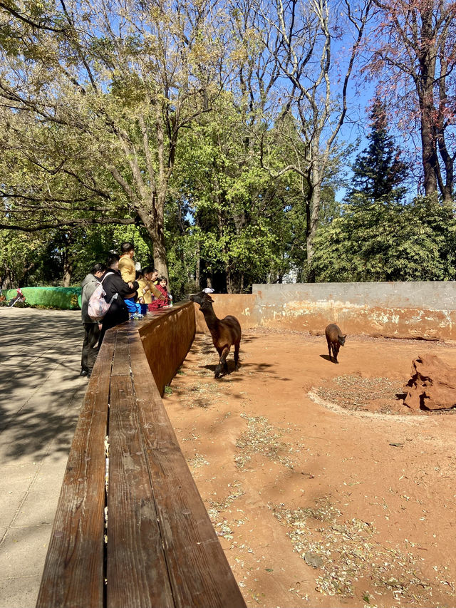🦒🔥雲南昆明動物園｜是時候去看看可愛的動物了👀