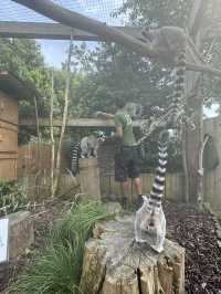 A Visit to London Zoo